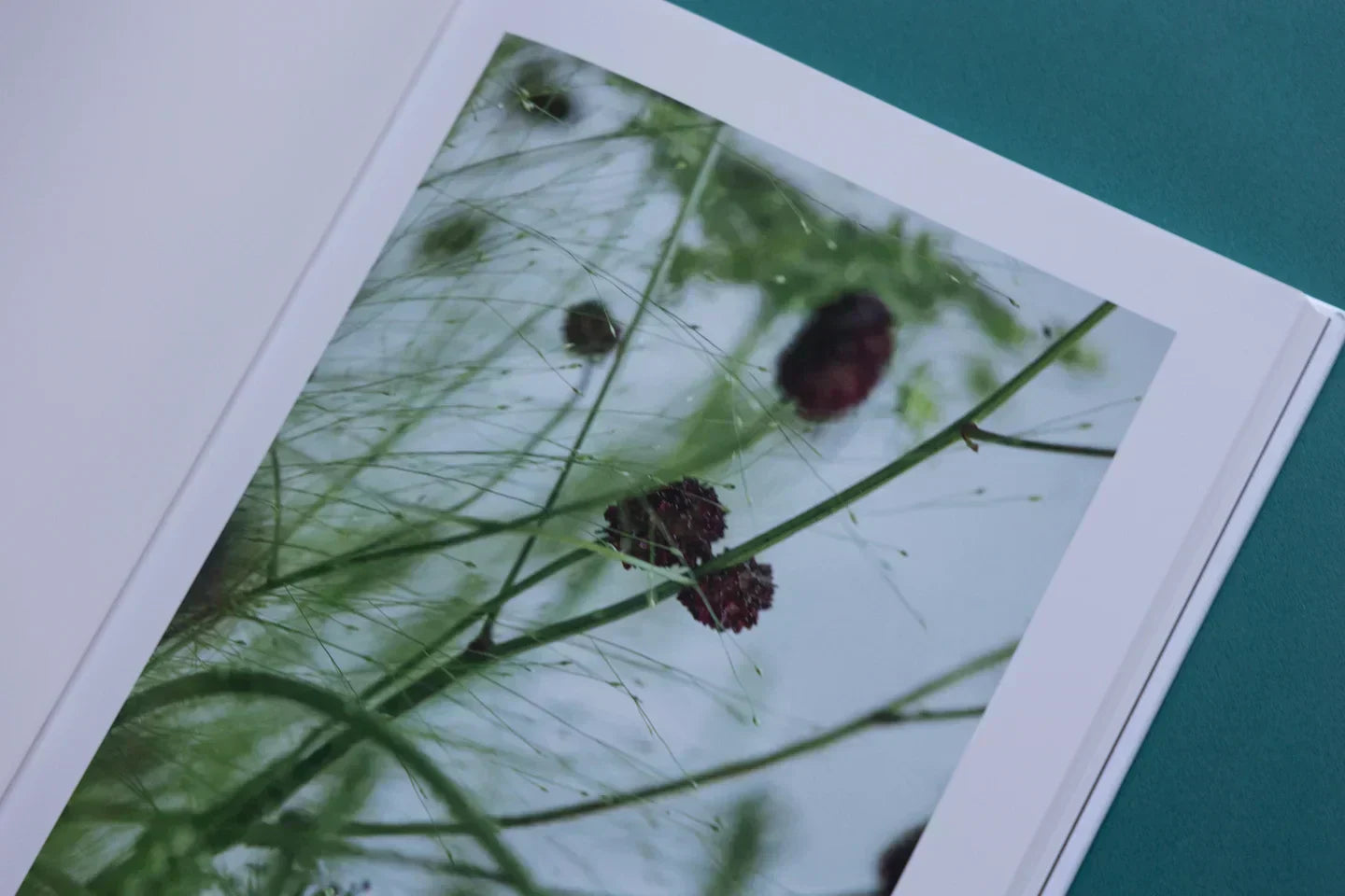 花と地球の瞬間を映す、蔦谷ヨシミツ氏初のアートブック『E art H』が日仏同時発売