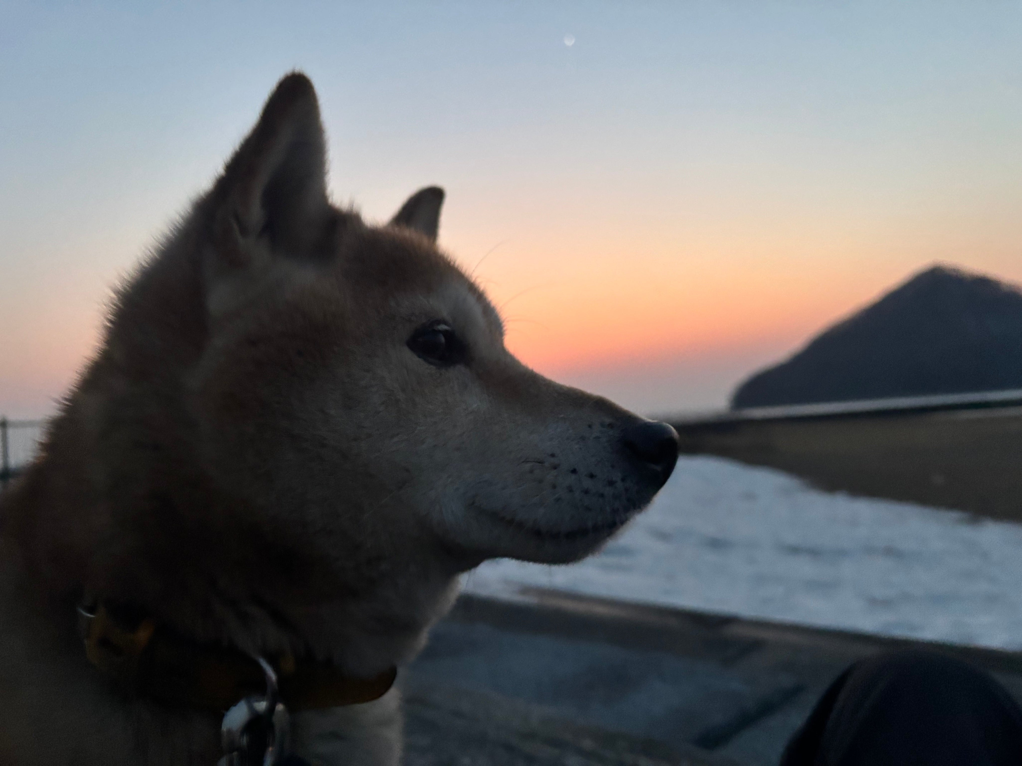 柴犬と夕陽