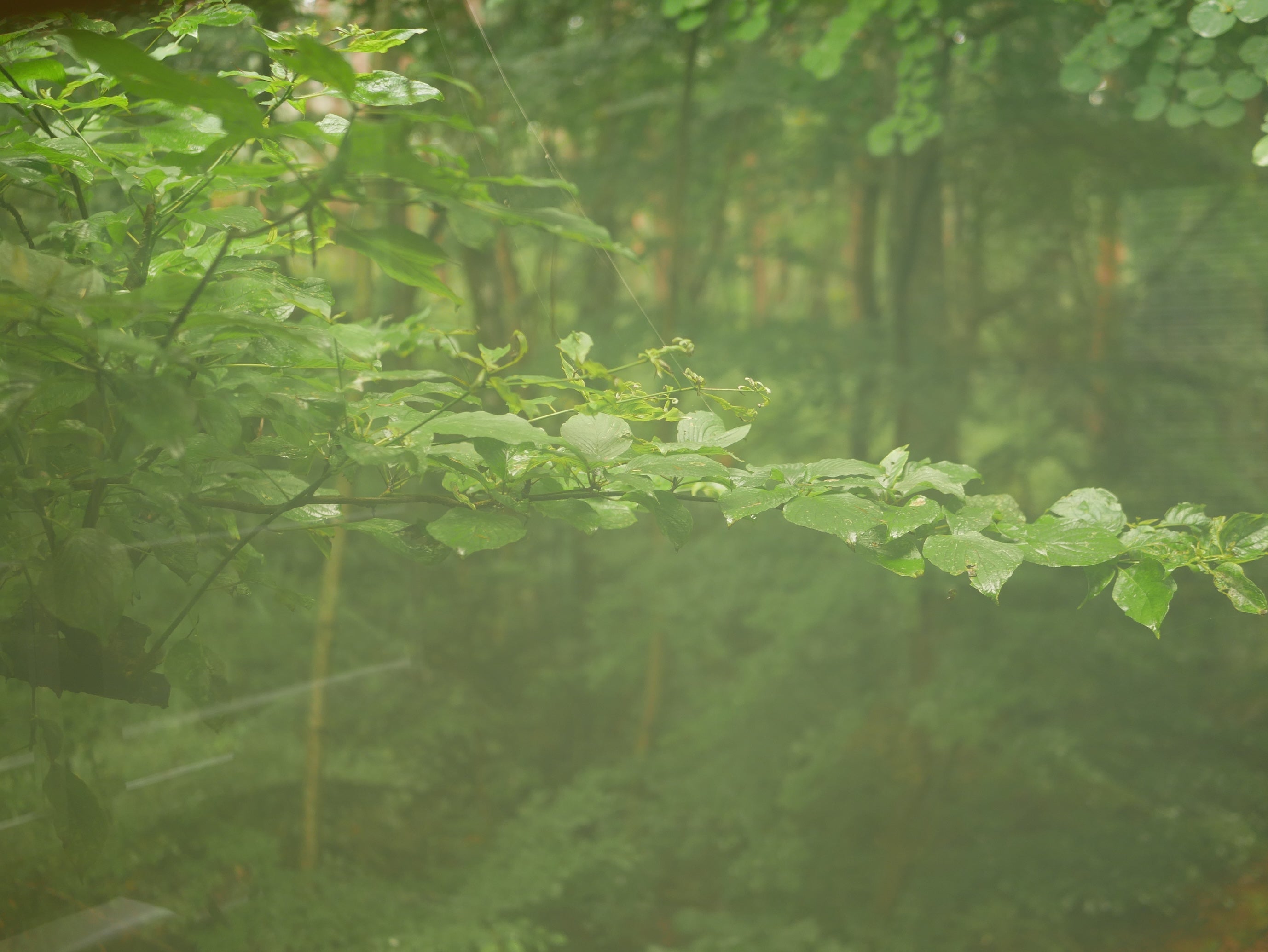 植物に身を委ねて。