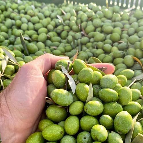 Zahara - Olio Nuovo (Unfiltered) 2026